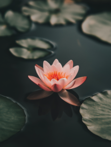 A lotus flower blooming in a calm pond, symbolizing purity, enlightenment, and spiritual growth