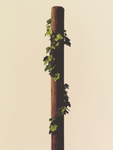 A vine wrapping around two poles, representing how close bonds grow and strengthen over time