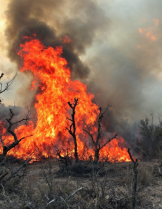 A forest fire raging through dry vegetation, illustrating the dangers of extreme weather events