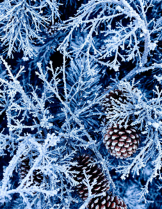 Snowflakes, pinecones, and bare branches in frosty blues, whites, and silvers, evoking a peaceful winter wonderland